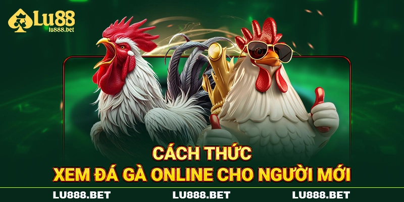 Cách thức xem đá gà online cho người mới