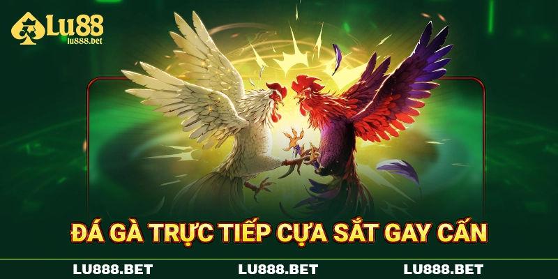 Đá gà trực tiếp cựa sắt gay cấn Đá gà trực tiếp cựa sắt gay cấn