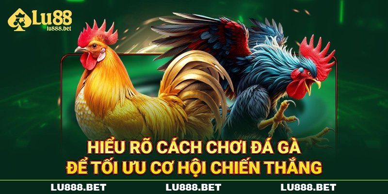 Hiểu rõ cách chơi đá gà để tối ưu cơ hội chiến thắng