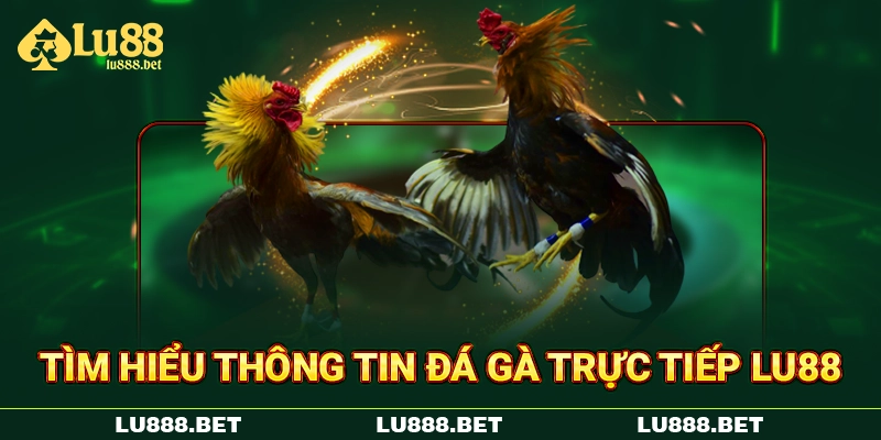 Tìm hiểu thông tin đá gà trực tiếp LU88 Tìm hiểu thông tin đá gà trực tiếp LU88