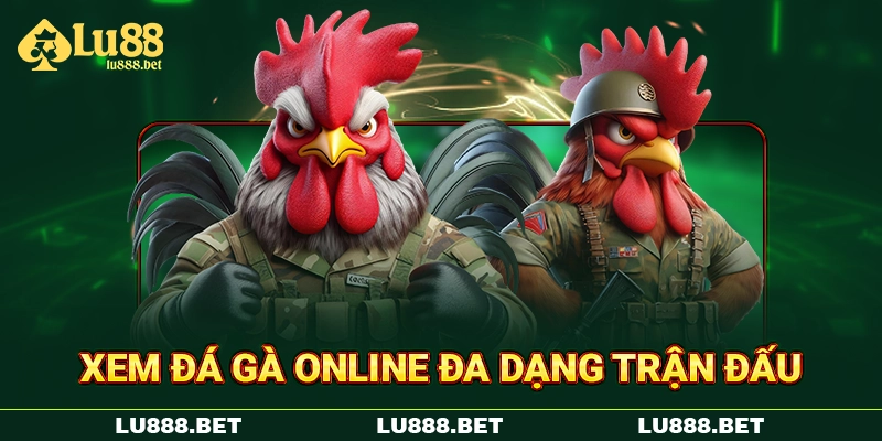 Xem đá gà online đa dạng trận đấu